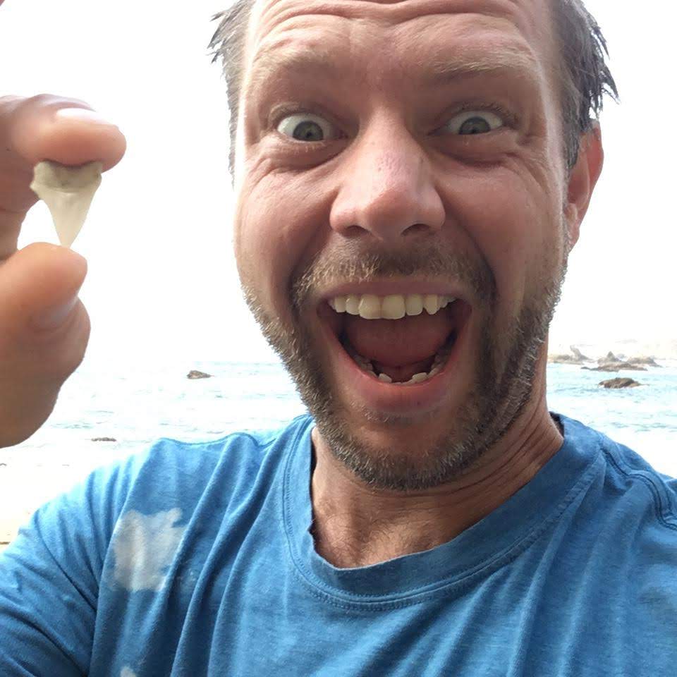 shark tooth at the beach